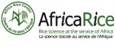 Africa rice